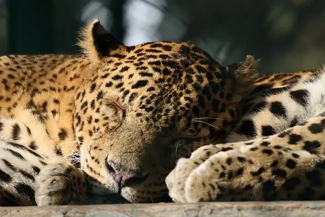 Cómo aumentar tu vitalidad con hábitos de sueño saludables