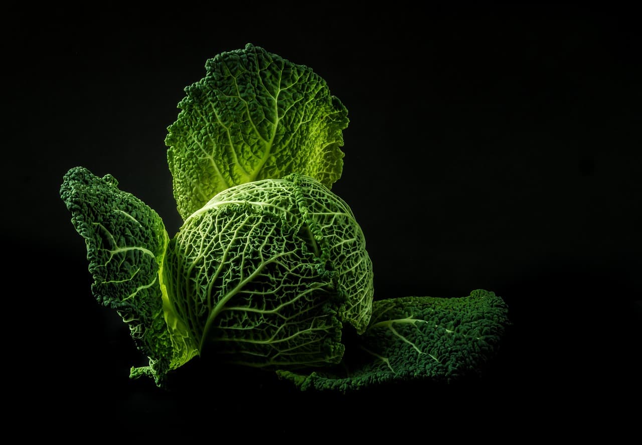 Cómo la alimentación vegetal potencia tu vitalidad