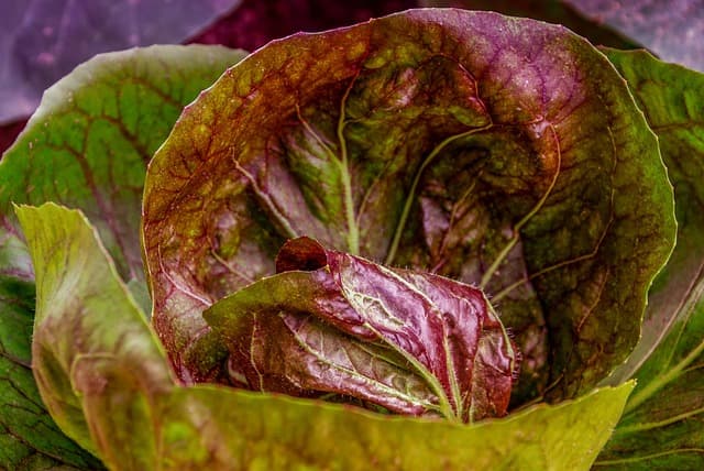 Alimentos que mejoran tu salud digestiva de forma natural