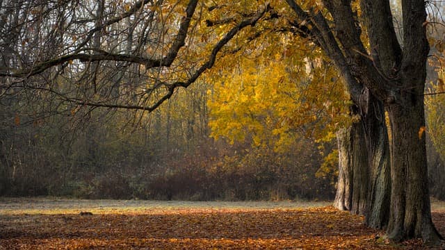Cómo el ejercicio al aire libre mejora tu bienestar emocional